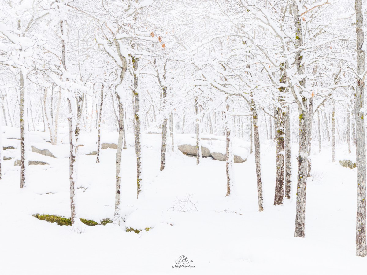 Capturing January in Nova Scotia: A Photo&nbsp;Journey