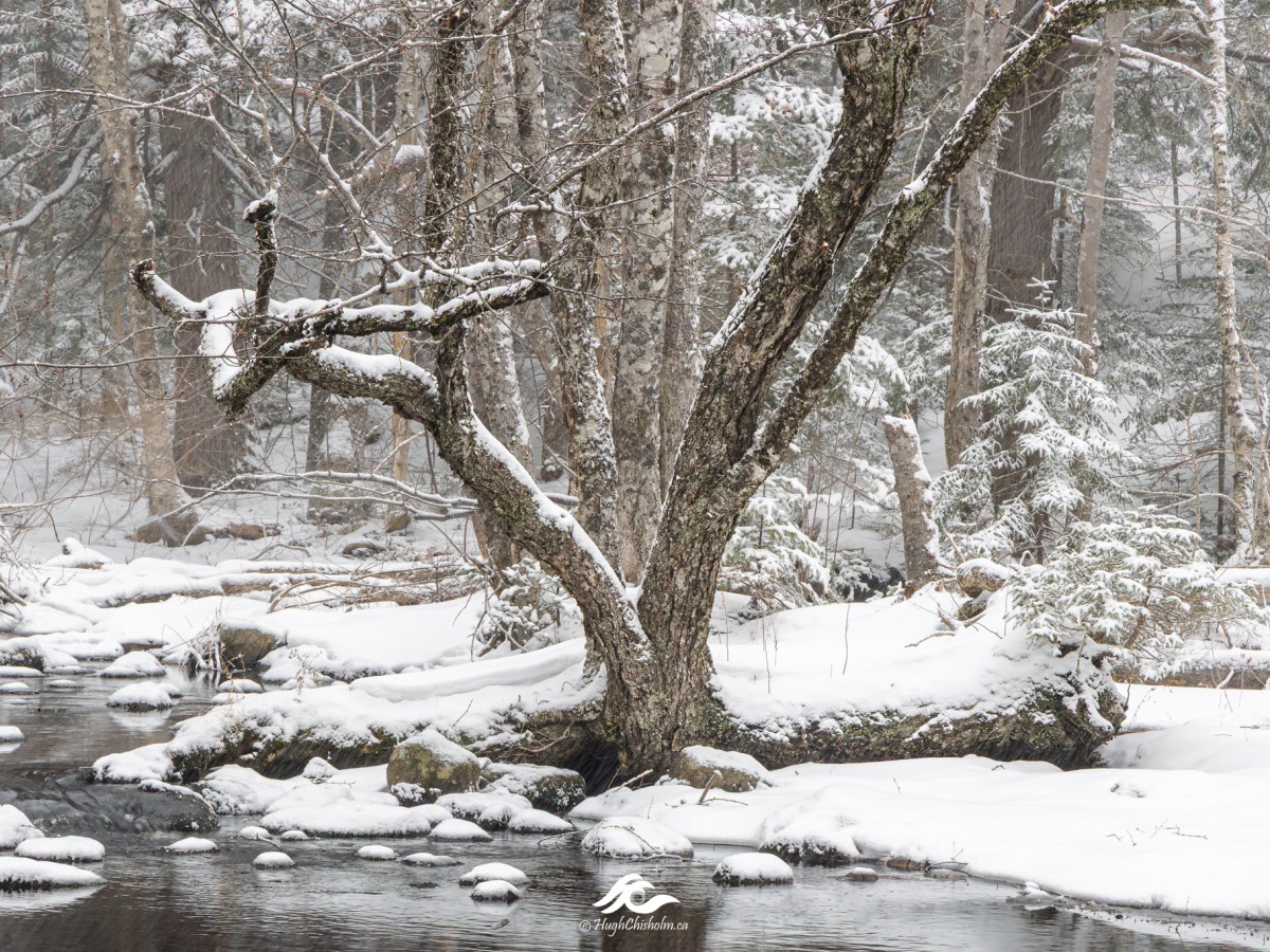 Exploring Nature: February Photography&nbsp;Highlights