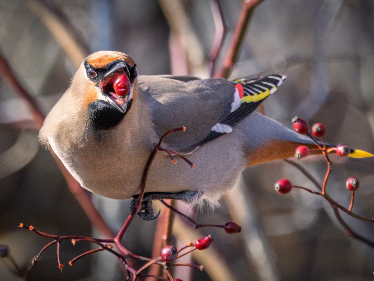 Spring Photography: Capturing Nature’s Beauty in Nova&nbsp;Scotia
