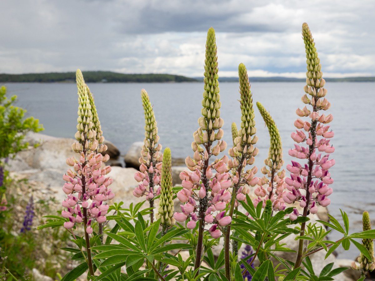 June Highlights: Nature Photography in Nova&nbsp;Scotia